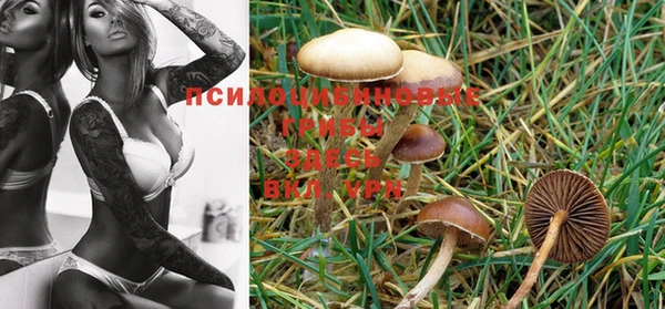 PSILOCYBIN Дмитровск